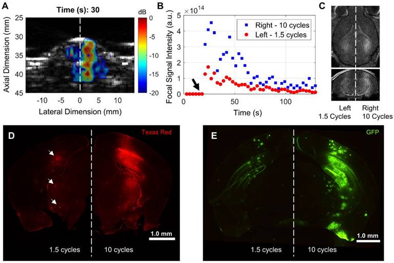 Theranostics Image