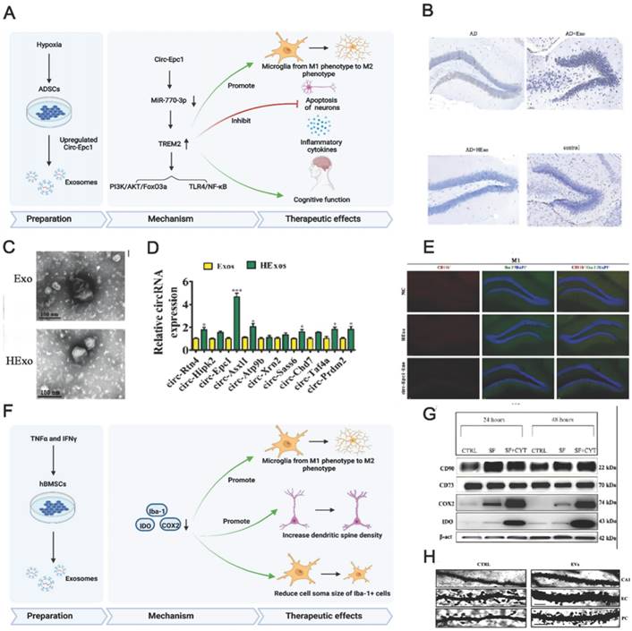 Theranostics Image