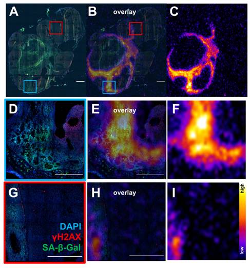 Theranostics Image