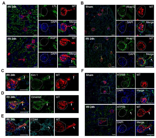 Theranostics Image