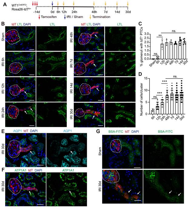 Theranostics Image