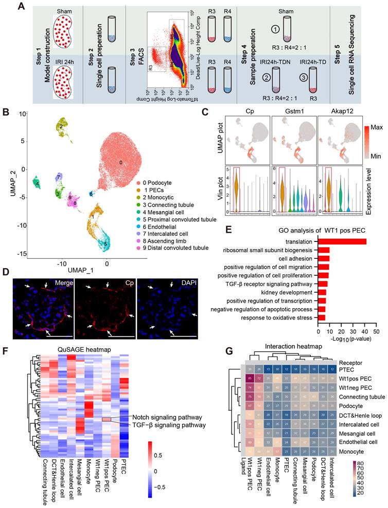 Theranostics Image