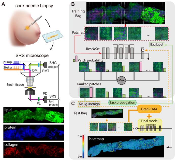 Theranostics Image