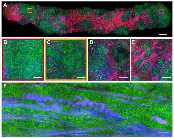 Theranostics Image