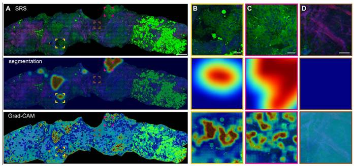 Theranostics Image