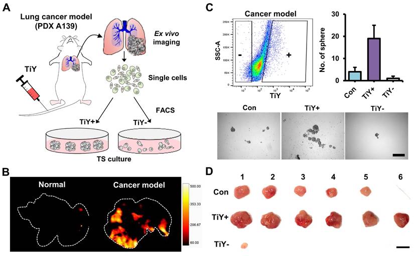 Theranostics Image