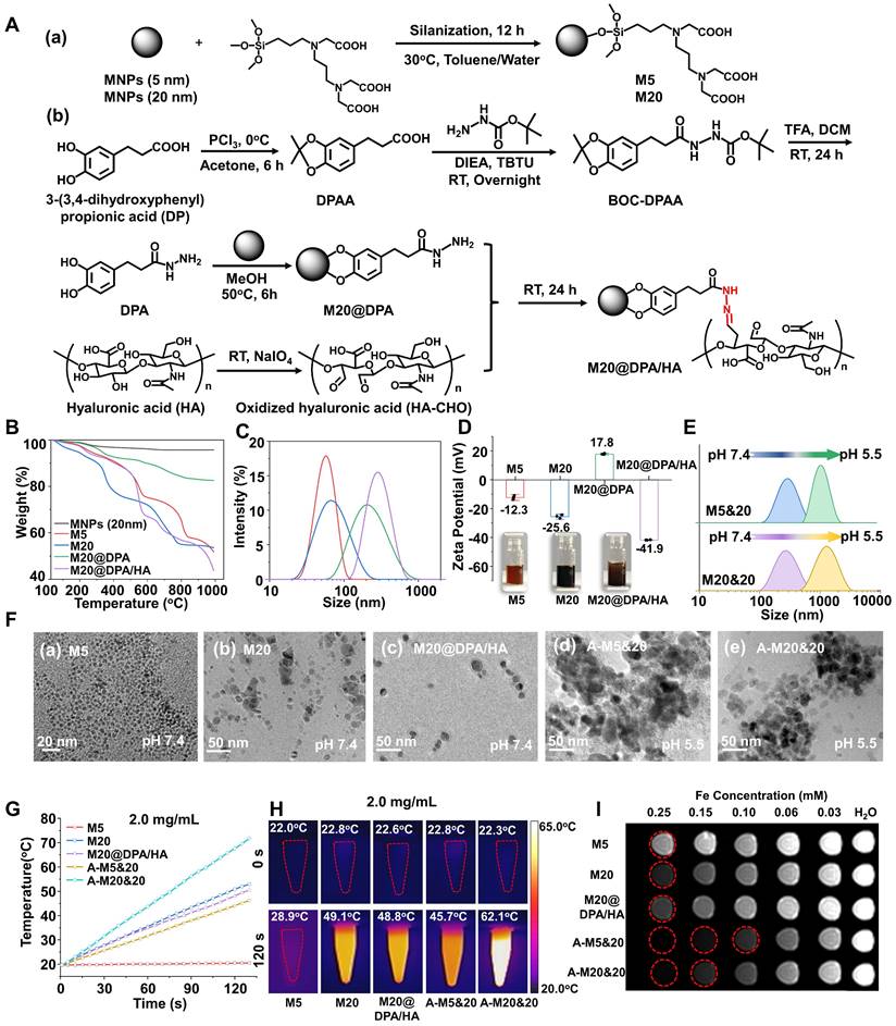 Controlled intracellular aggregation of magnetic particles improves ...