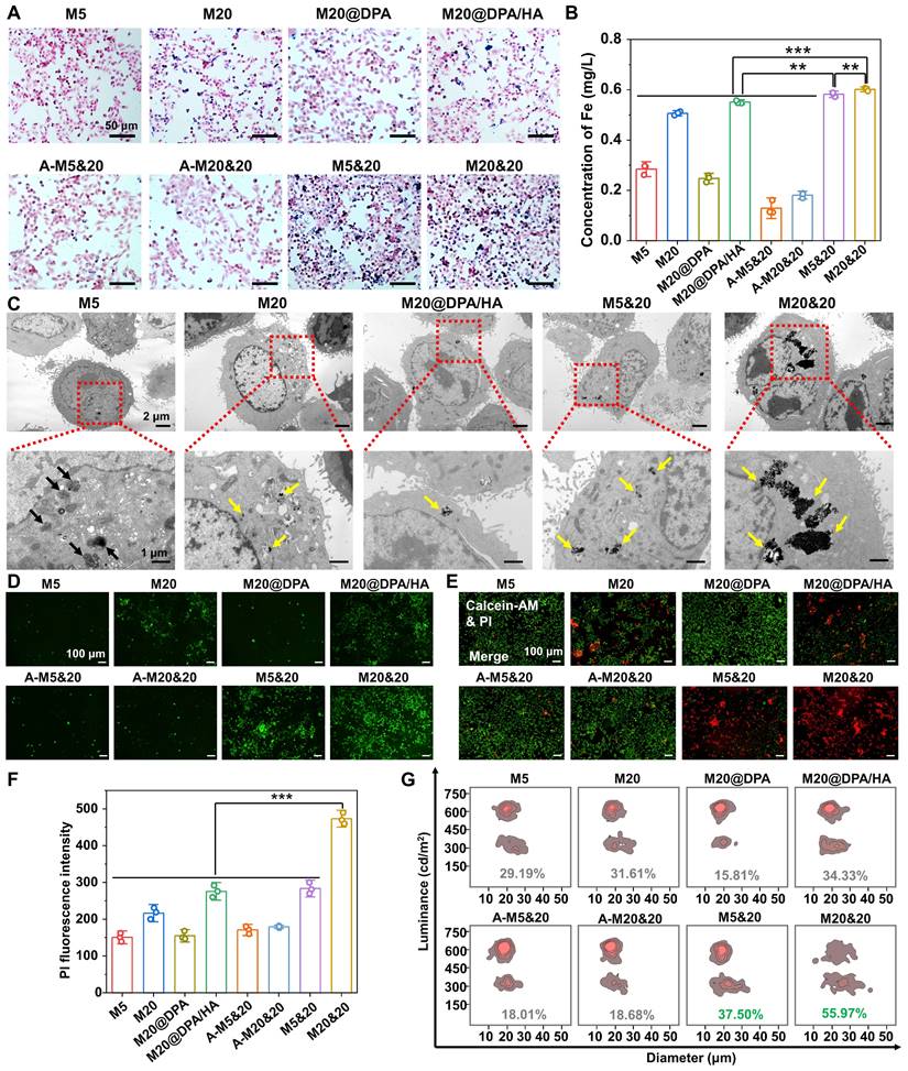 Theranostics Image