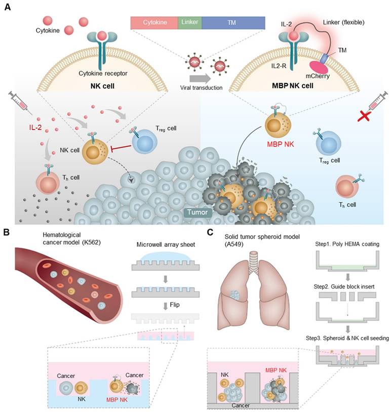 Theranostics Image