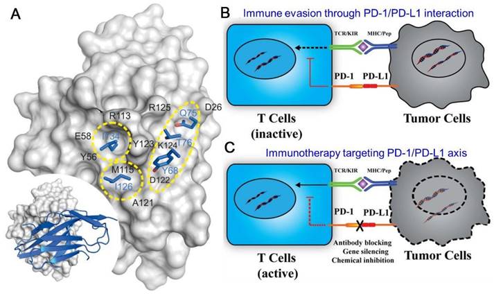 Theranostics Image