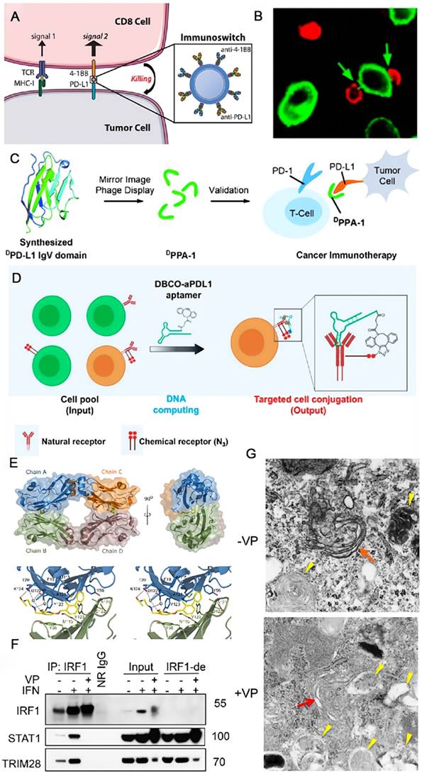 Theranostics Image