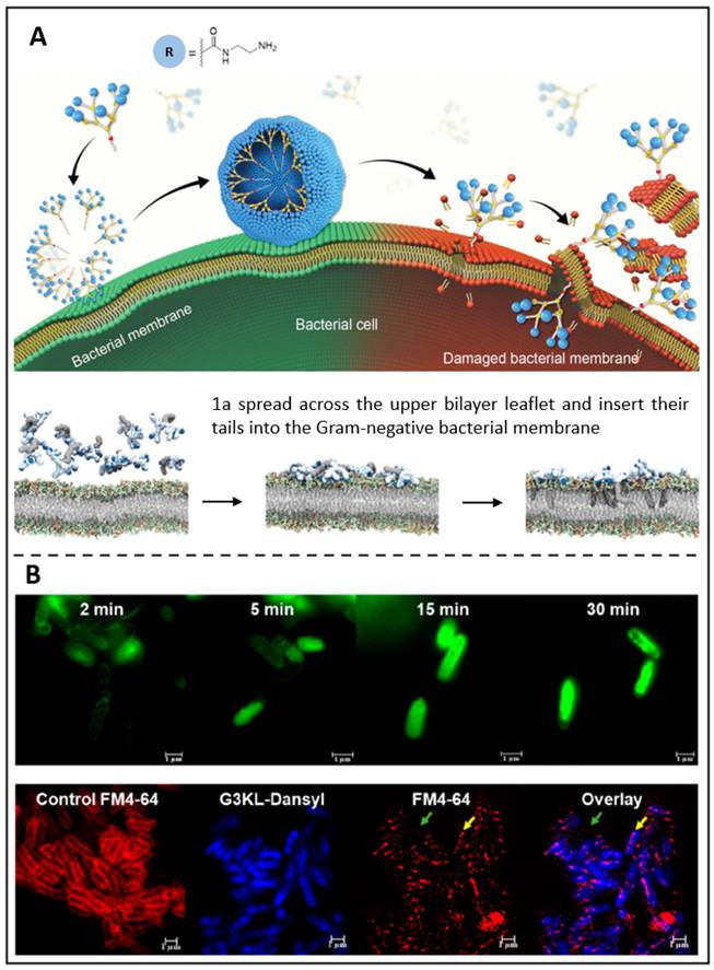 Theranostics Image