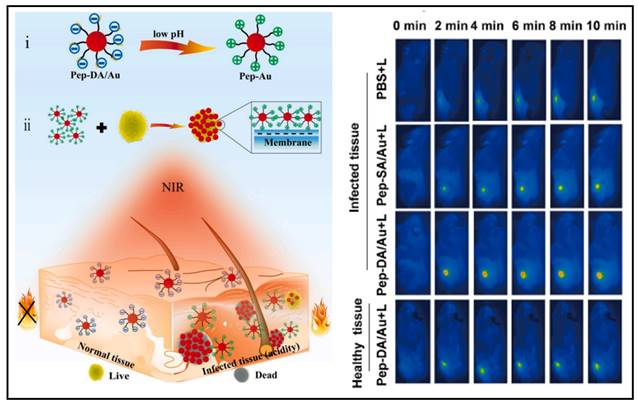 Theranostics Image