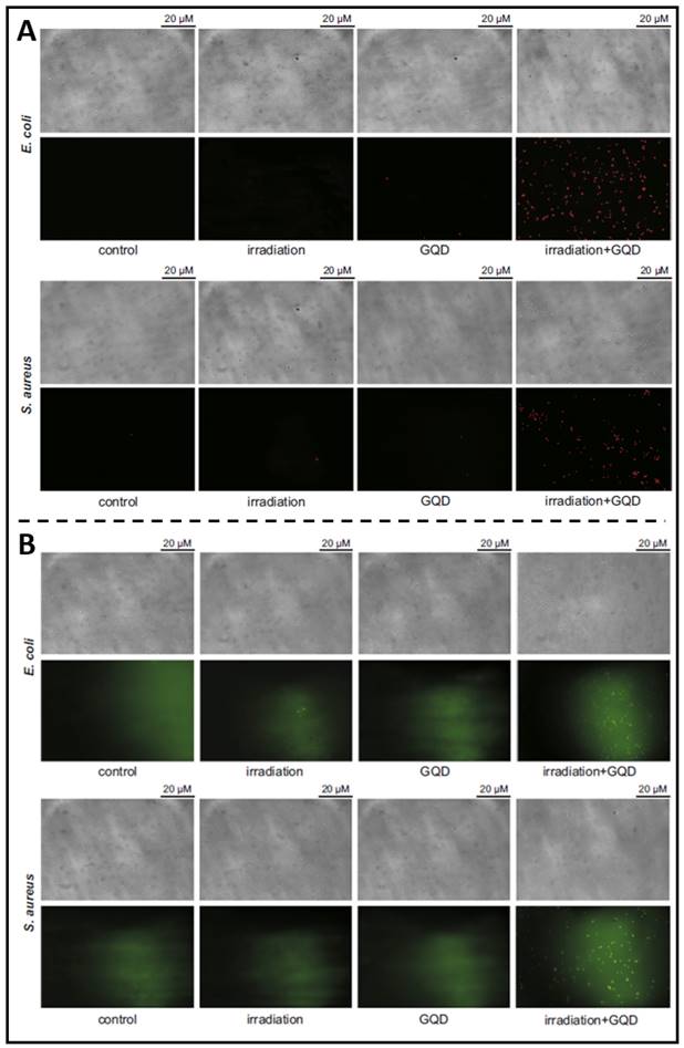 Theranostics Image