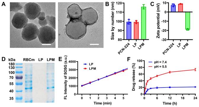 Theranostics Image