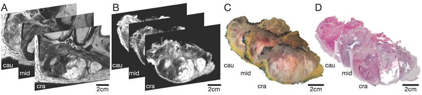 Theranostics Image