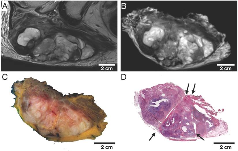 Theranostics Image