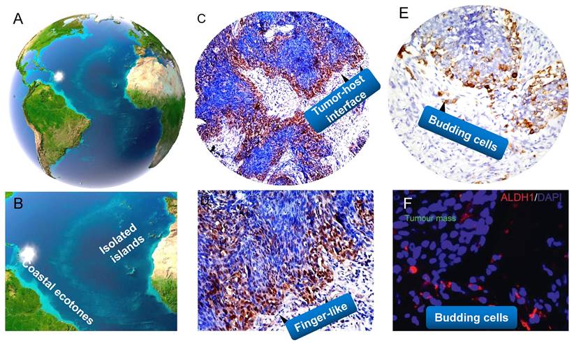 Theranostics Image