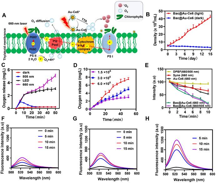 Theranostics Image