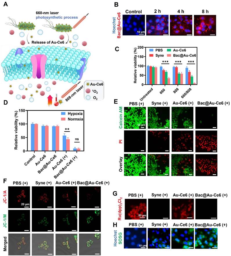 Theranostics Image