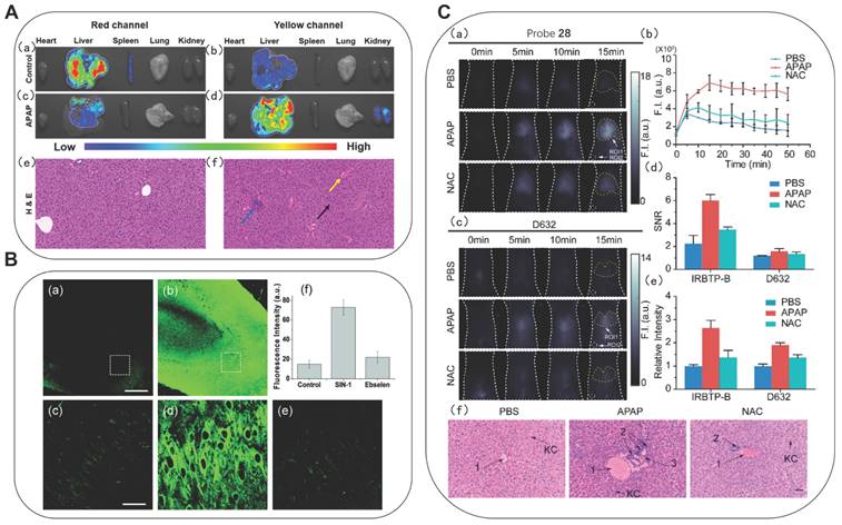 Theranostics Image