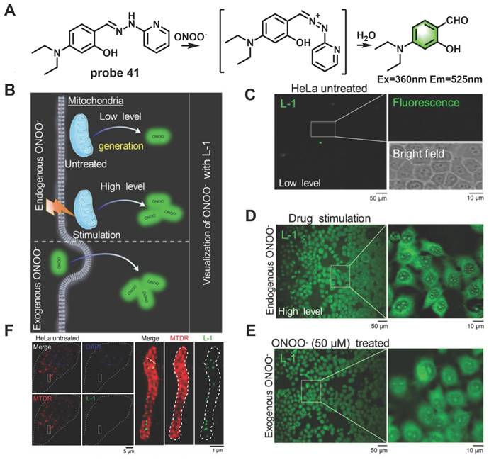 Theranostics Image