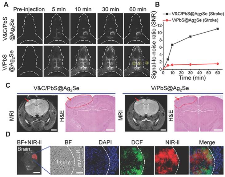 Theranostics Image