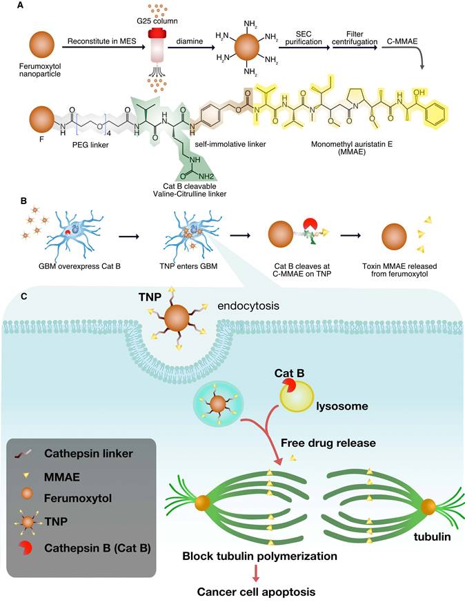 Theranostics Image