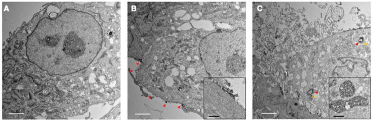 Theranostics Image