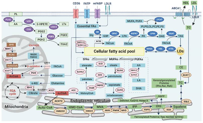 Theranostics Image