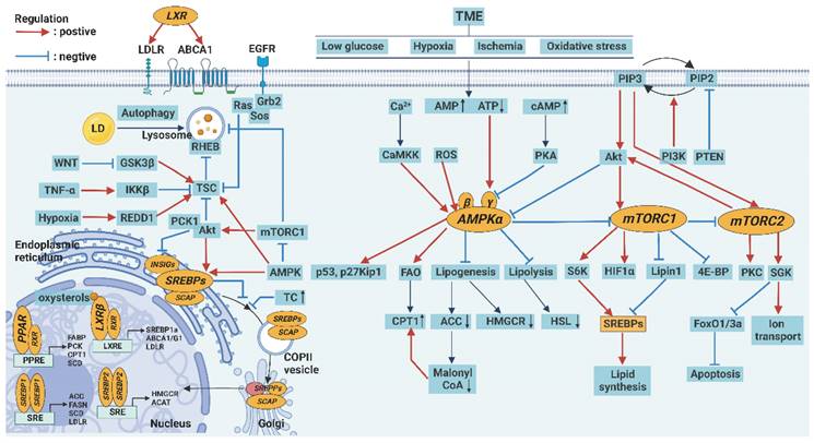 Theranostics Image