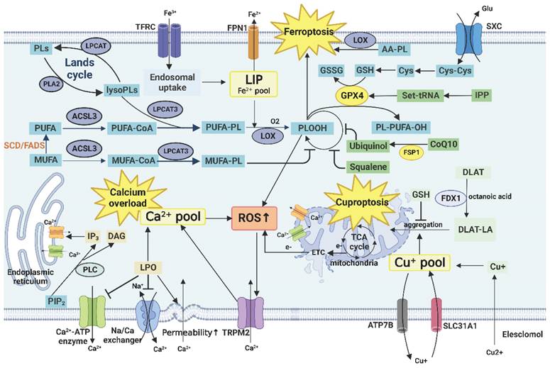 Theranostics Image