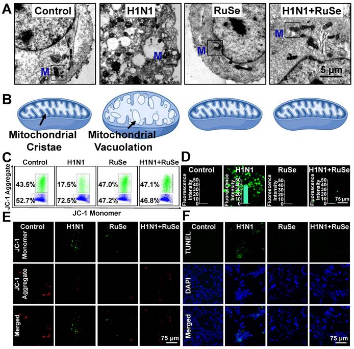 Theranostics Image