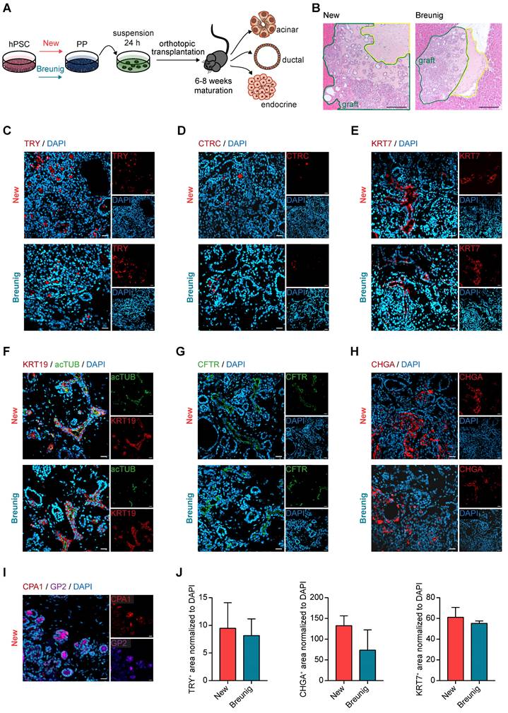 Theranostics Image