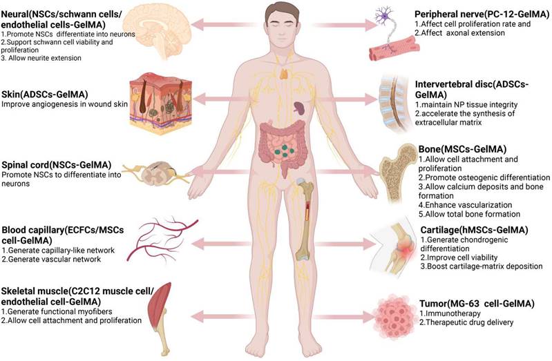 Theranostics Image