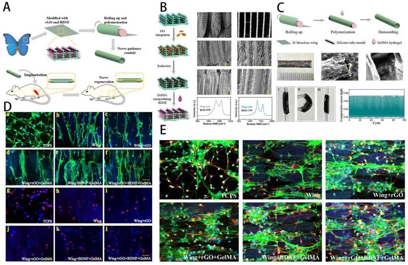 Theranostics Image