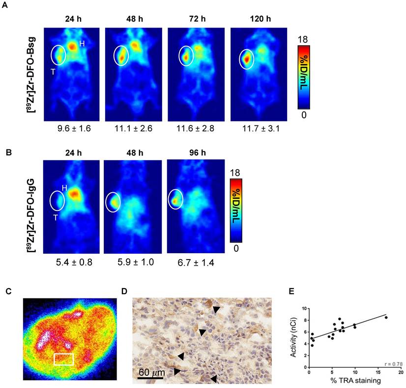 Theranostics Image