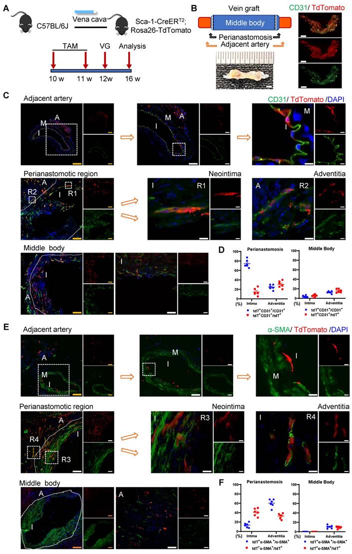 Theranostics Image