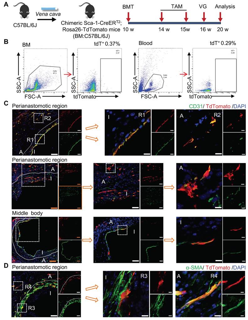 Theranostics Image