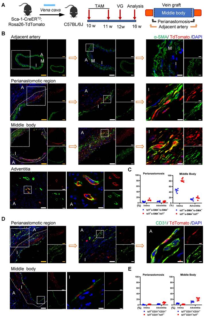 Theranostics Image