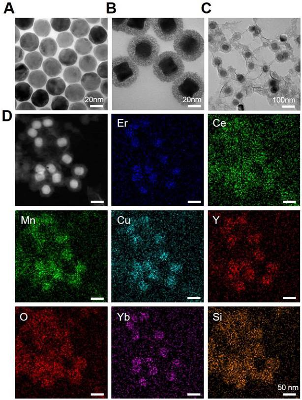 Theranostics Image