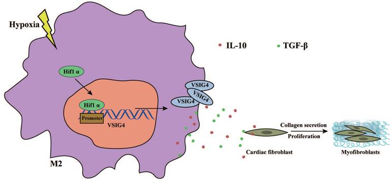 Theranostics Image