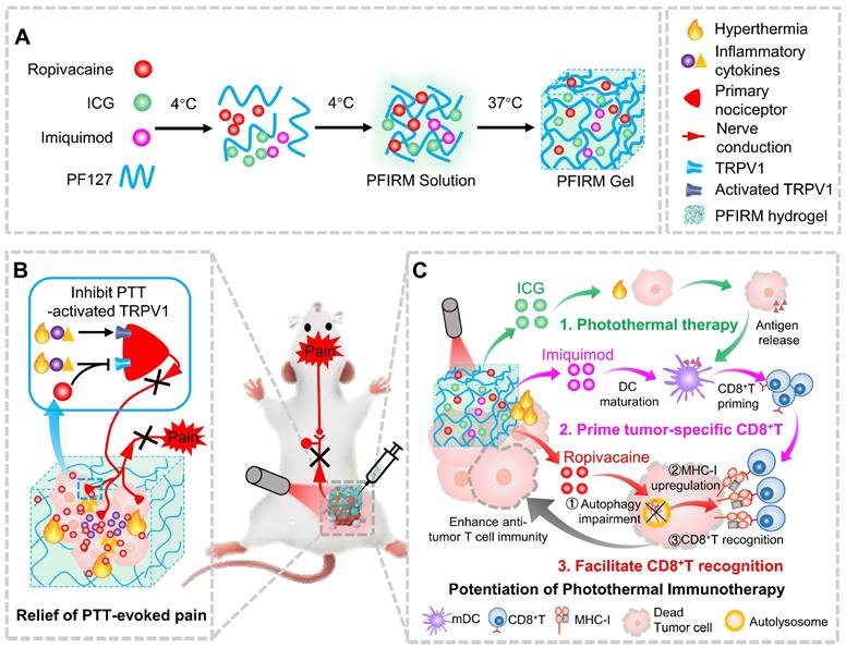 Theranostics Image