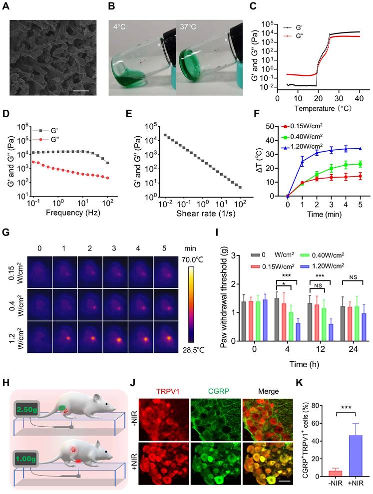 Theranostics Image