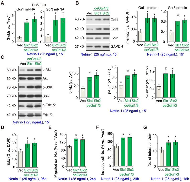 Gαi1/3 mediate Netrin-1-CD146-activated signaling and angiogenesis