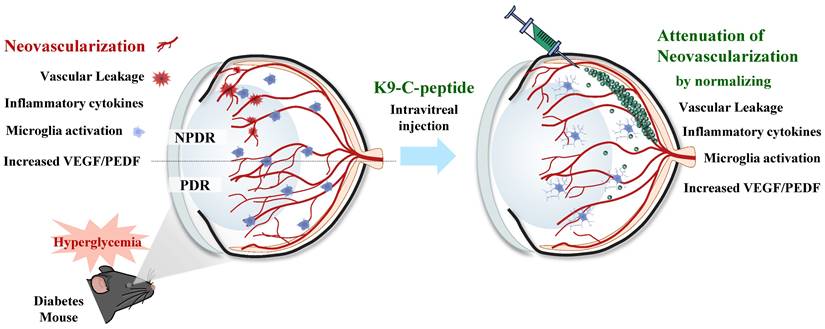 Theranostics Image