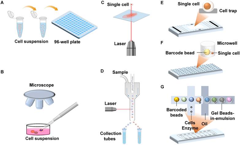 Theranostics Image