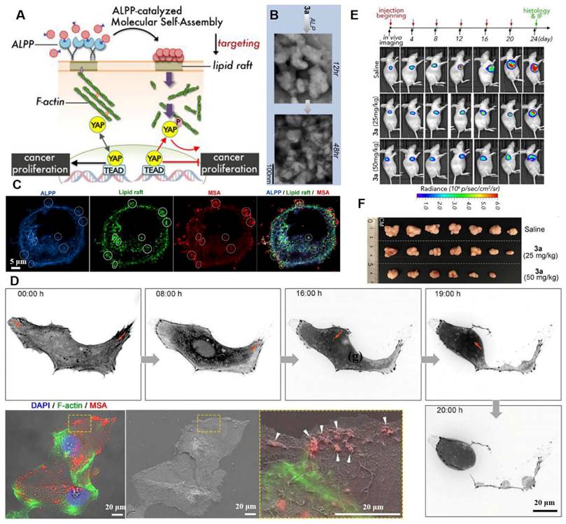 Theranostics Image