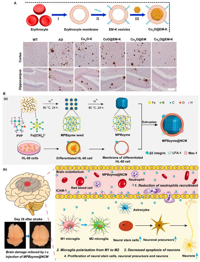 Theranostics Image