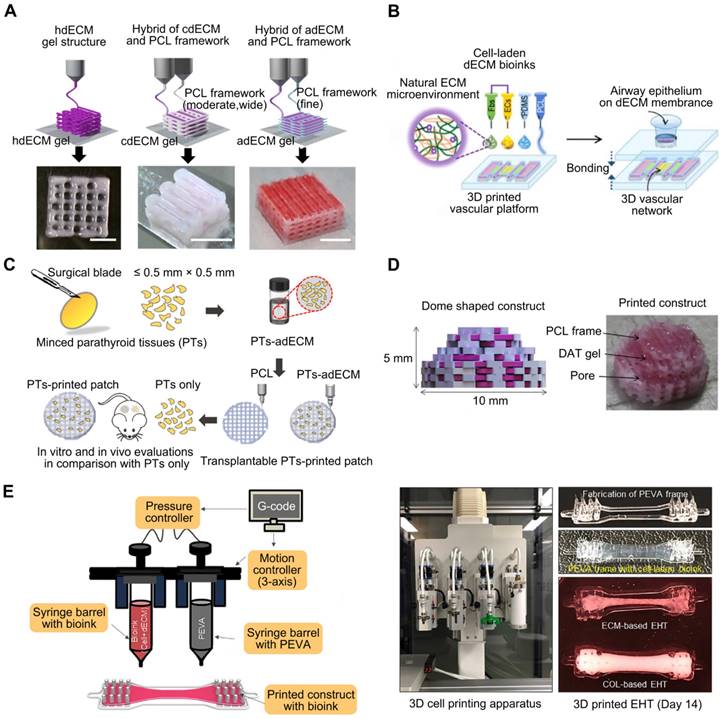 Theranostics Image